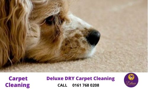 pet owners carpets